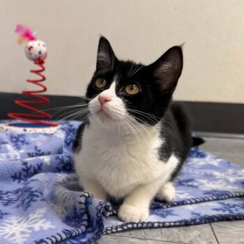 Butter -  Domestic Short Hair Cat for Adoption in Martinsville, Indiana - Butter | PetCurious