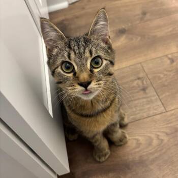 Freddie -  Domestic Short Hair Cat for Adoption in Chapel Hill, North Carolina - Freddie | PetCurious