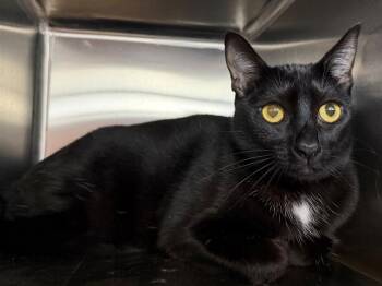 BUTTONS -  Domestic Short Hair Cat for Adoption in Santa Rosa, California - BUTTONS | PetCurious