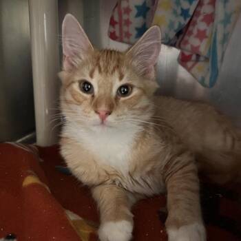 Pickle -  Domestic Short Hair Cat for Adoption in Kennebunk, Maine - Pickle | PetCurious