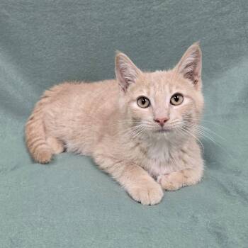 Michael -  Domestic Short Hair Cat for Adoption in Frankfort, Indiana - Michael | PetCurious