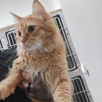 Garfield -  Domestic Medium Hair Cat for Adoption in Lake Havasu City, Arizona - Garfield | PetCurious