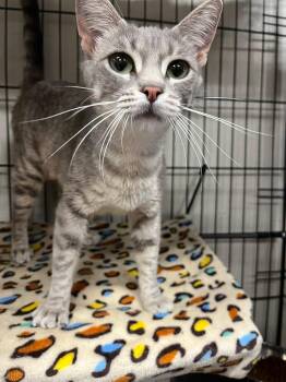 Carina -  Tabby and Domestic Short Hair Cat for Adoption in Walnut Creek, California - Carina | PetCurious