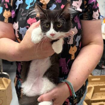 Jiggly Puff -  Domestic Medium Hair Cat for Adoption in Trenton, New Jersey - Jiggly Puff | PetCurious