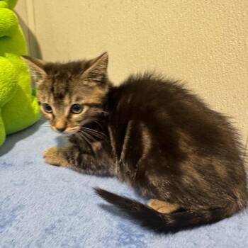 Domestic Short Hair Cats Available for Adoption in Clearwater, Florida - Remi | PetCurious
