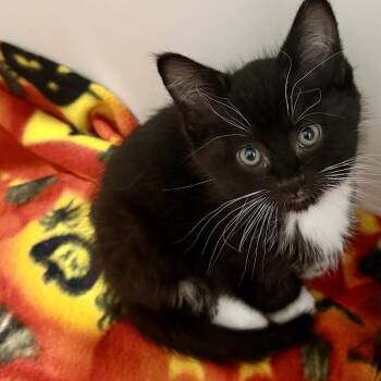 Toast -  Domestic Short Hair Cat for Adoption in Dearborn, Michigan - Toast | PetCurious