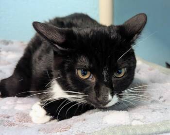 Cooper Sharp -  Domestic Short Hair Cat for Adoption in Cape Coral, Florida - Cooper Sharp | PetCurious