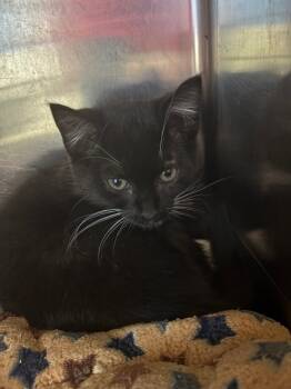 Rescue Domestic Short Hair Cats for Adoption in Ellijay, Georgia - Wilbur | PetCurious