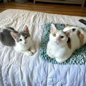 Aura & Dumpling -  Domestic Short Hair Cat for Adoption - Aura & Dumpling | PetCurious