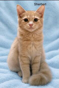 Sherbert -  Tabby and Domestic Medium Hair Cat for Adoption in Wyandotte, Michigan - Sherbert | PetCurious
