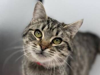 Domestic Short Hair Cats Available for Adoption - Naomi | PetCurious