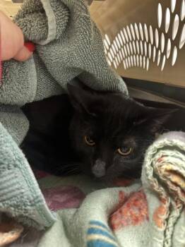 Domestic Short Hair Cats Available for Adoption in Stratham, New Hampshire - Hashtag | PetCurious
