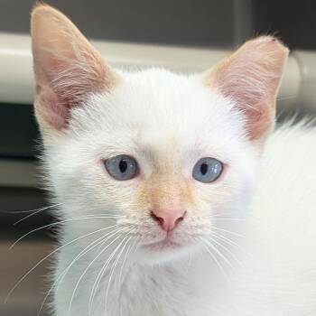 Mongo -  Domestic Short Hair and Siamese Cat for Adoption in Jefferson, Wisconsin - Mongo | PetCurious