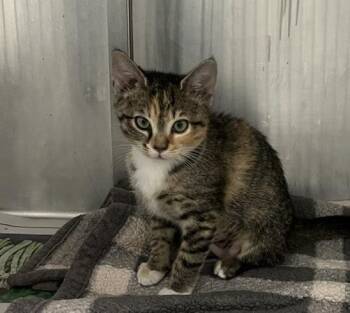 WILLOW -  Domestic Short Hair Cat for Adoption in Charlotte, North Carolina - WILLOW | PetCurious