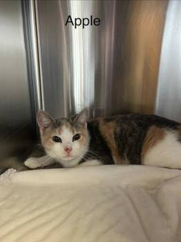 Domestic Short Hair Cats Available for Adoption - Apple | PetCurious