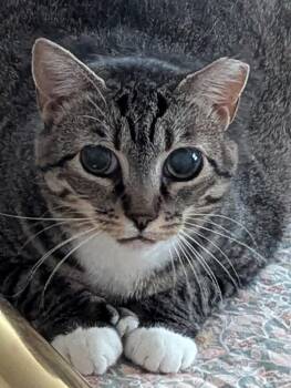 Darling Darla -  Domestic Short Hair Cat for Adoption in Stamford, Connecticut - Darling Darla | PetCurious