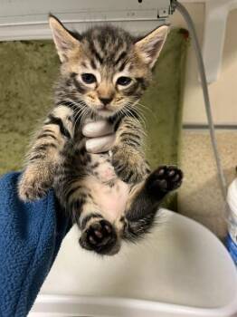Siamese Cats Available for Adoption in Riverside, California - A1917244 | PetCurious