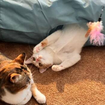 Buttercup -  Domestic Short Hair Cat for Adoption in Wakefield, Massachusetts - Buttercup | PetCurious