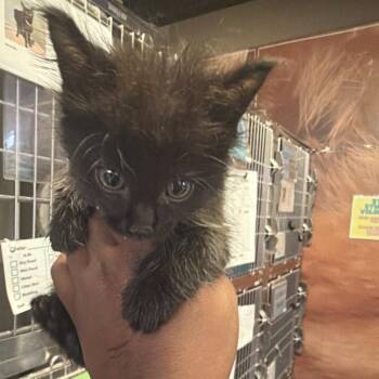 Jessie* -  Domestic Long Hair Cat for Adoption in San Gabriel, California - Jessie* | PetCurious