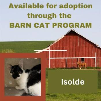 ISOLDE BARN CAT -  Domestic Short Hair Cat for Adoption in Westminster, Maryland - ISOLDE BARN CAT | PetCurious
