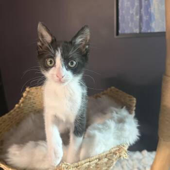 Lasagna -  Domestic Short Hair Cat for Adoption in Memphis, Tennessee - Lasagna | PetCurious
