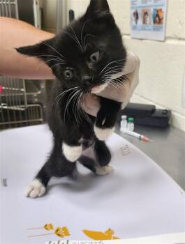 CLANK -  Domestic Short Hair Cat for Adoption in Santa Fe, New Mexico - CLANK | PetCurious