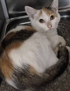 Rescue Domestic Short Hair Cats for Adoption in Decatur, Illinois - CHECKA | PetCurious