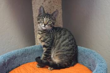 Rigby -  Domestic Short Hair Cat for Adoption in Fountain Hills, Arizona - Rigby | PetCurious