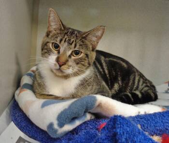 JOEY -  Tabby Cat for Adoption in Delhi, New York - JOEY | PetCurious
