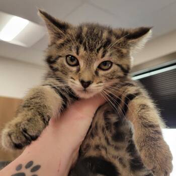 Rescue Domestic Short Hair Cats for Adoption in Nashville, Indiana - Pippa | PetCurious