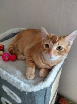 Domestic Short Hair Cats Available for Adoption - Rebel | PetCurious