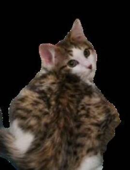PIPPIN -  Domestic Long Hair Cat for Adoption in Northfield, Ohio - PIPPIN | PetCurious