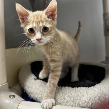 Benji -  Domestic Short Hair Cat for Adoption in Blue Ridge, Georgia - Benji | PetCurious