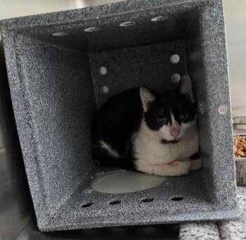 Tea -  Domestic Short Hair Cat for Adoption in Athens, Tennessee - Tea | PetCurious