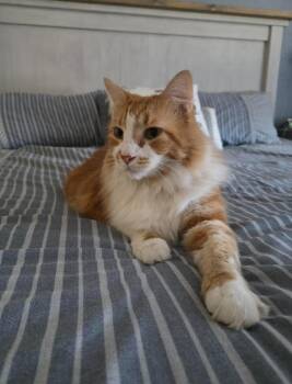 Domestic Long Hair Cats Available for Adoption in San Antonio, Texas - Garfield CL | PetCurious