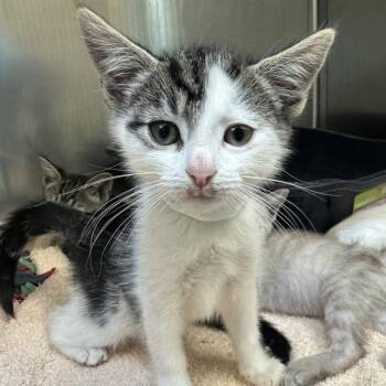 Jian -  Domestic Short Hair Cat for Adoption in Walnut Creek, California - Jian | PetCurious