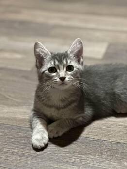 Domestic Short Hair Cats Available for Adoption - Bunny | PetCurious