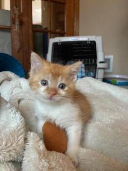 Rescue Domestic Short Hair Cats for Adoption in Minneapolis, Minnesota - Dinkie (DT) | PetCurious