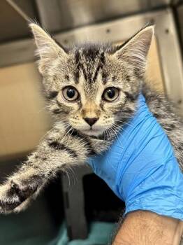 Watergirl -  Domestic Short Hair Cat for Adoption in Wichita, Kansas - Watergirl | PetCurious