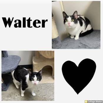 Walter -  Domestic Short Hair Cat for Adoption in Clearfield, Pennsylvania - Walter | PetCurious