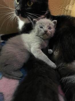 Cosmo -  Russian Blue and Domestic Short Hair Cat for Adoption in Battle Ground, Washington - Cosmo | PetCurious