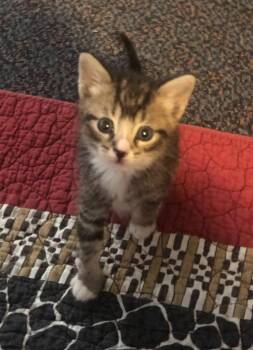 Valley -  Domestic Short Hair Cat Available for Adoption in Cape Coral, Florida - Valley | PetCurious
