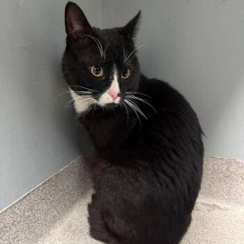 Sir Pounce-A-Lot -  Domestic Short Hair Cat for Adoption in Allentown, Pennsylvania - Sir Pounce-A-Lot | PetCurious