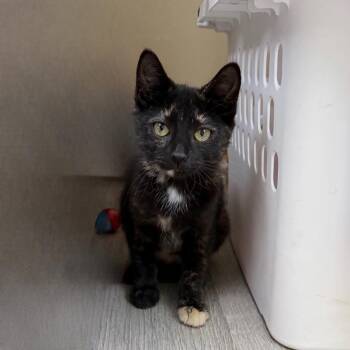 Dee Reynolds -  Domestic Short Hair Cat for Adoption in State College, Pennsylvania - Dee Reynolds | PetCurious