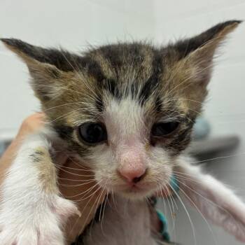 Louisiana -  Domestic Short Hair Cat for Adoption in Corpus Christi, Texas - Louisiana | PetCurious