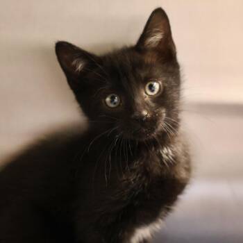 Maverick -  Domestic Short Hair Cat for Adoption in Briarcliff Manor, New York - Maverick | PetCurious