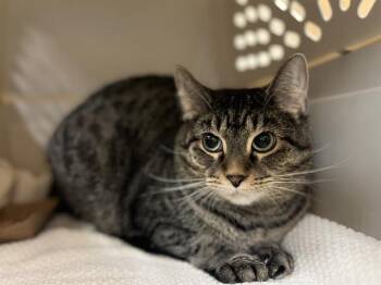 BRENDA -  Domestic Short Hair Cat for Adoption in Aliquippa, Pennsylvania - BRENDA | PetCurious