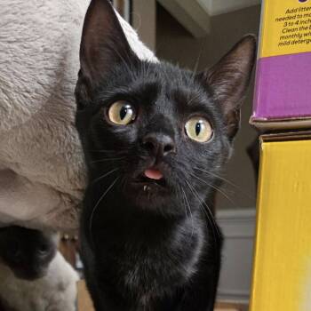 Rescue Domestic Short Hair Cats for Adoption in Reisterstown, Maryland - Stitch | PetCurious