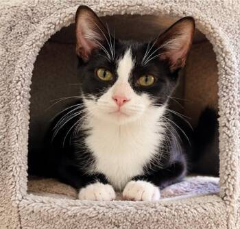 Birdy -  Domestic Short Hair Cat for Adoption in Fort Worth, Texas - Birdy | PetCurious