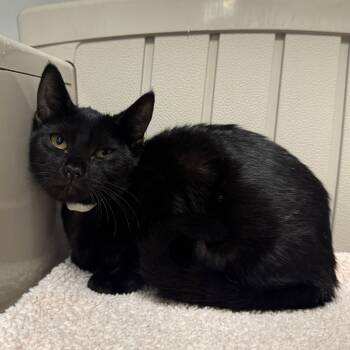 Rescue Domestic Short Hair Cats for Adoption in West Palm Beach, Florida - Athena | PetCurious